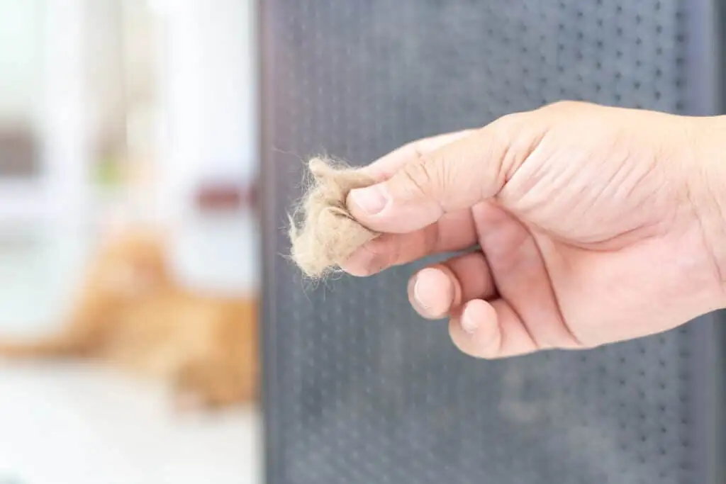 Why You Should Prioritize Regular AC Maintenance as a Pet Owner