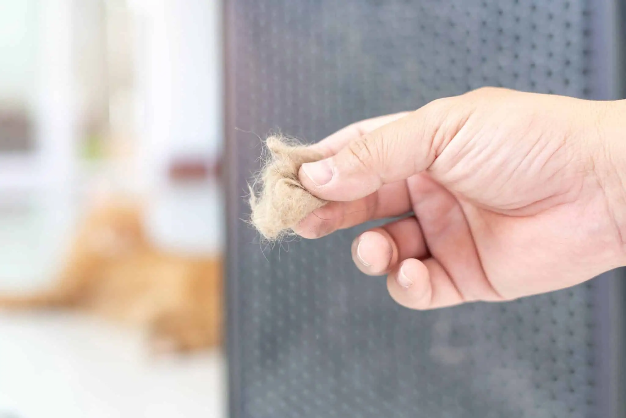 Why You Should Prioritize Regular AC Maintenance as a Pet Owner
